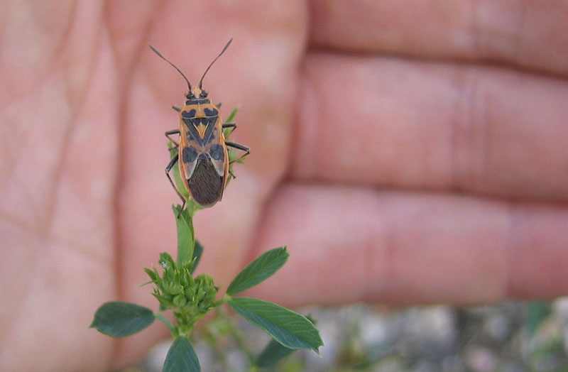 Rhopalidae: Corizus hyoscyami del Trentino